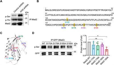 Phosphorylation of MAD2 at Ser195 Promotes Spindle Checkpoint Defects and Sensitizes Cancer Cells to Radiotherapy in ATM Deficient Cells